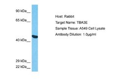 Tubulin alpha-3E Rabbit anti-Human, Polyclonal, Novus Biologicals 0.1ml;